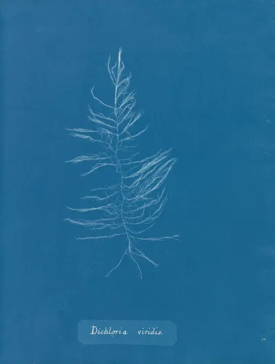 Dichloria Viridis 2