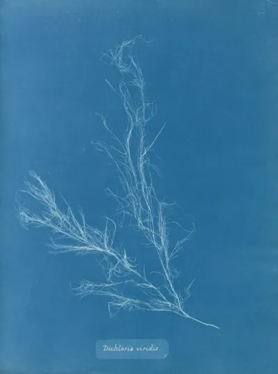 Dichloria Viridis