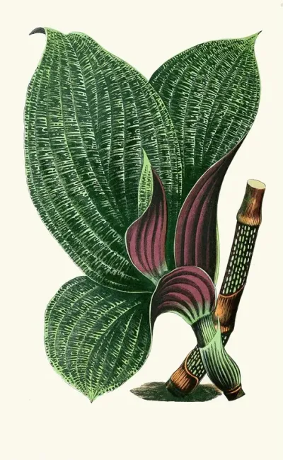Dichorisandra Mosaica