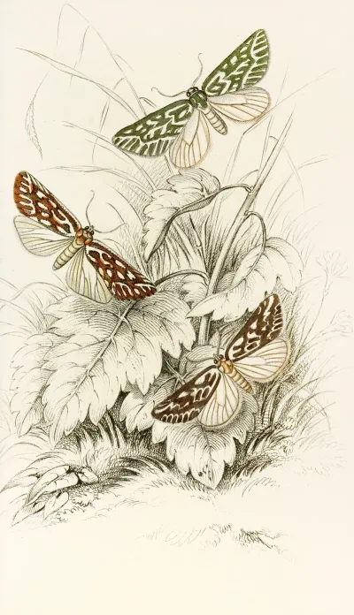 Dichroma Equestralis Dichroma Histrionalis Dichroma Arcualis