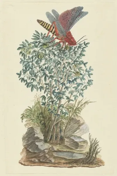 Dictyophorus Spumans Koppie Foam Grasshopper Perhched On A Zygophyllum Sp Caper Bean