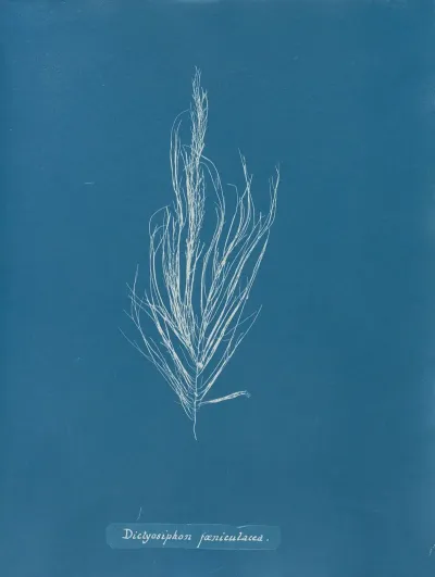 Dictyosiphon Faeniculacea