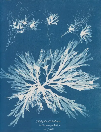 Dictyota Dichotoma In The Young State And In Fruit