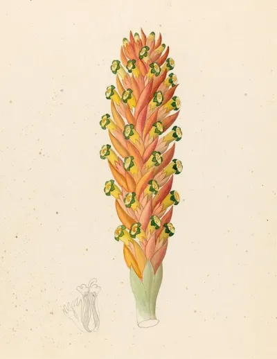 Didinamia Angiosperma Harveya Hyobanchoides