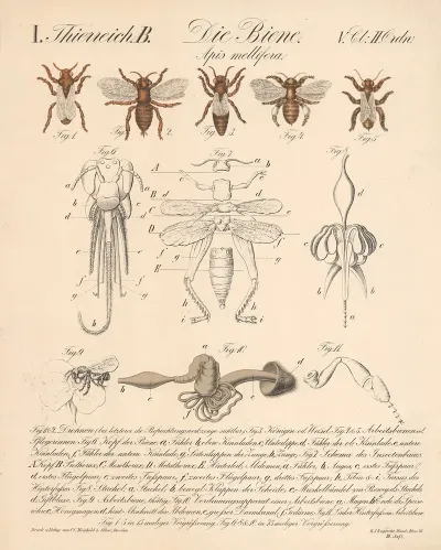 Die Biene Apis Mellifera