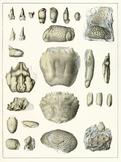 Die Crustaceen Der Bohmischen Kreideformation Pl 10