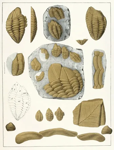 Die Crustaceen Der Bohmischen Kreideformation Pl 1