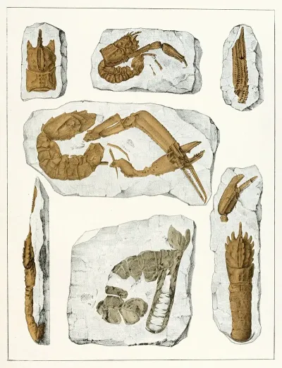 Die Crustaceen Der Bohmischen Kreideformation Pl 4