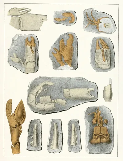 Die Crustaceen Der Bohmischen Kreideformation Pl 9