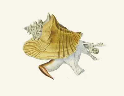 Die Flügelschnecken Strombea Pl 01