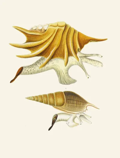 Die Flügelschnecken Strombea Pl 02