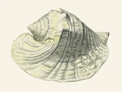 Die Flügelschnecken Strombea Pl 03