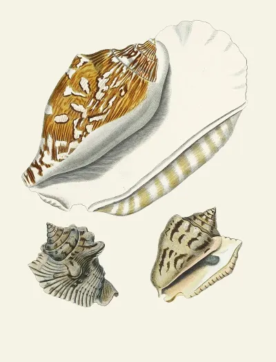 Die Flügelschnecken Strombea Pl 05