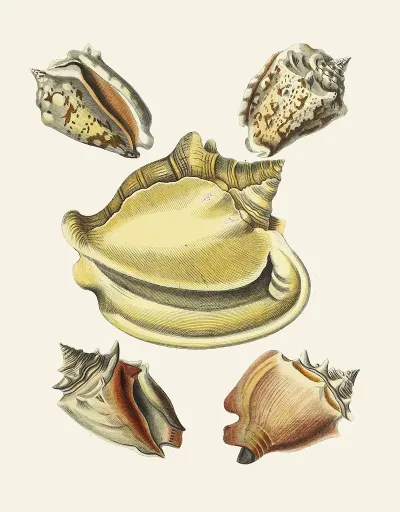 Die Flügelschnecken Strombea Pl 06