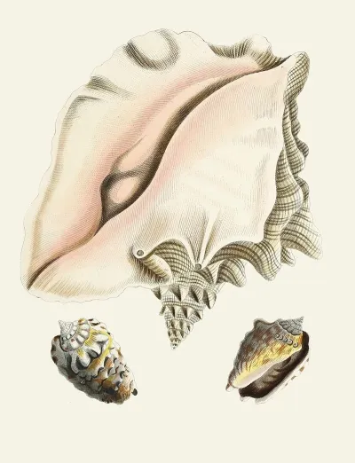 Die Flügelschnecken Strombea Pl 09