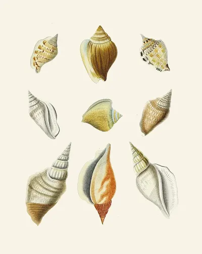 Die Flügelschnecken Strombea Pl 12