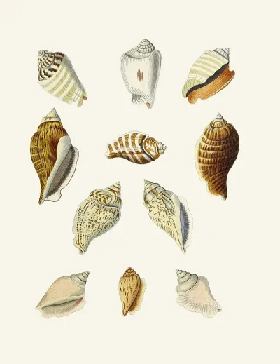 Die Flügelschnecken Strombea Pl 13