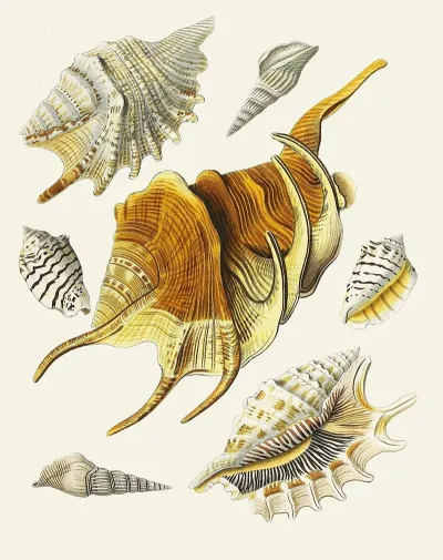Die Flügelschnecken Strombea Pl 15