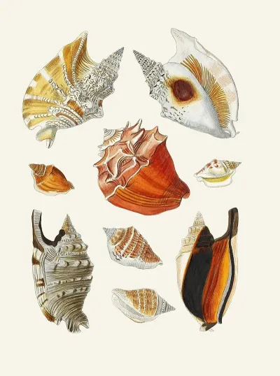 Die Flügelschnecken Strombea Pl 17