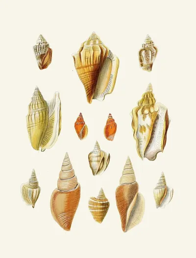 Die Flügelschnecken Strombea Pl 18