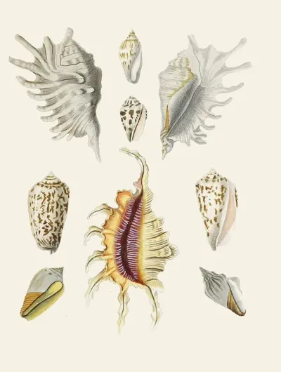 Die Flügelschnecken Strombea Pl 19