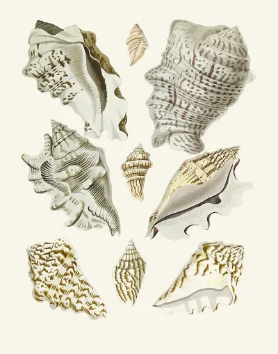 Die Flügelschnecken Strombea Pl 23