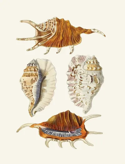 Die Flügelschnecken Strombea Pl 24