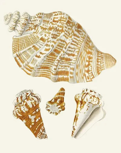 Die Flügelschnecken Strombea Pl 26