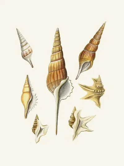 Die Flügelschnecken Strombea Pl 29