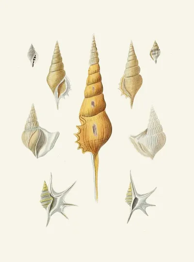 Die Flügelschnecken Strombea Pl 30
