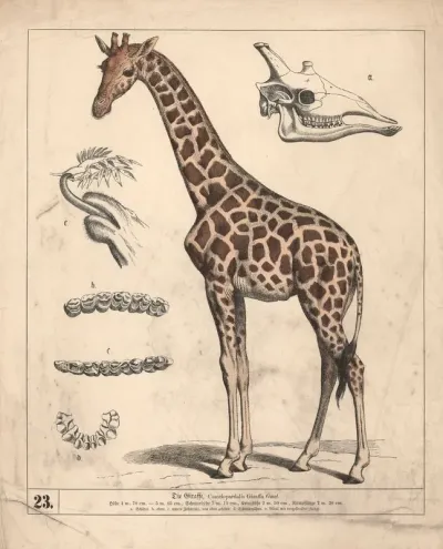 Die Giraffe
