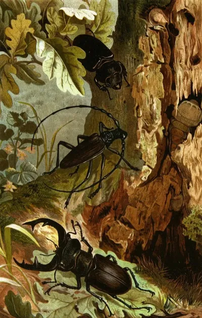 Die Insekten Tausendfüssler Und Spinnen Pl 05