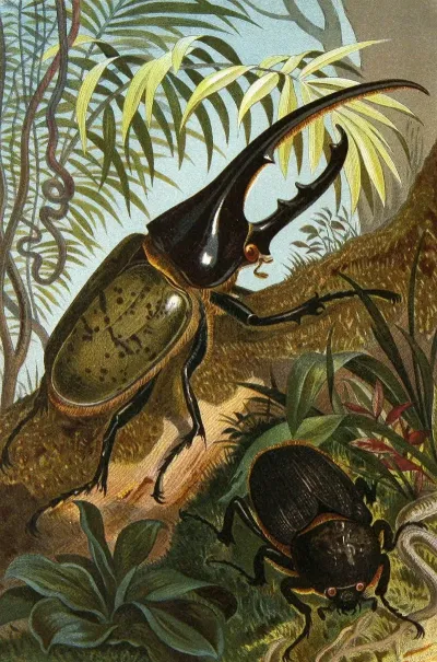 Die Insekten Tausendfüssler Und Spinnen Pl 06