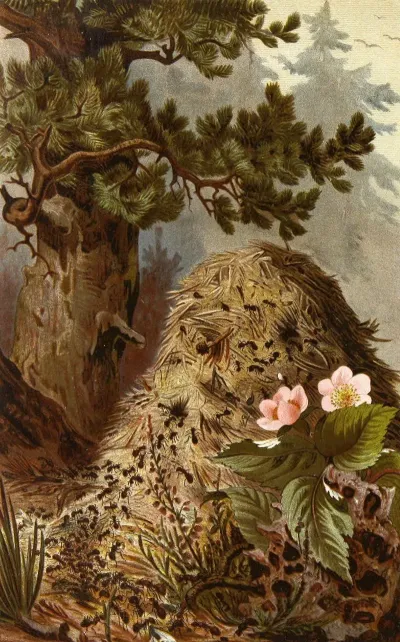 Die Insekten Tausendfüssler Und Spinnen Pl 09