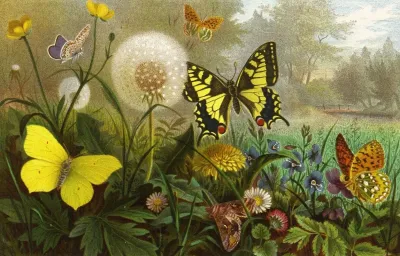 Die Insekten Tausendfüssler Und Spinnen Pl 10