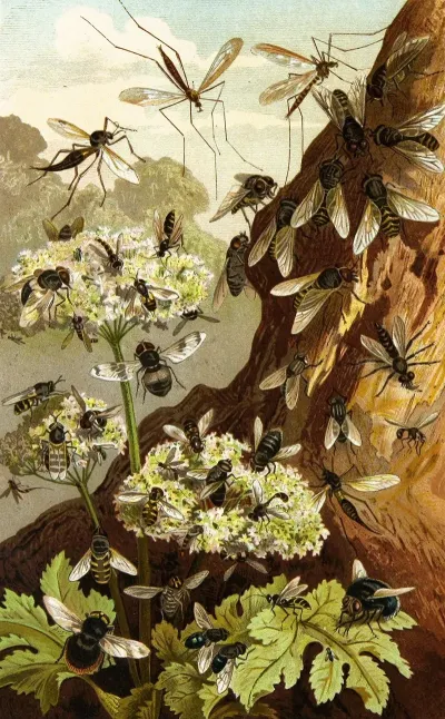 Die Insekten Tausendfüssler Und Spinnen Pl 13