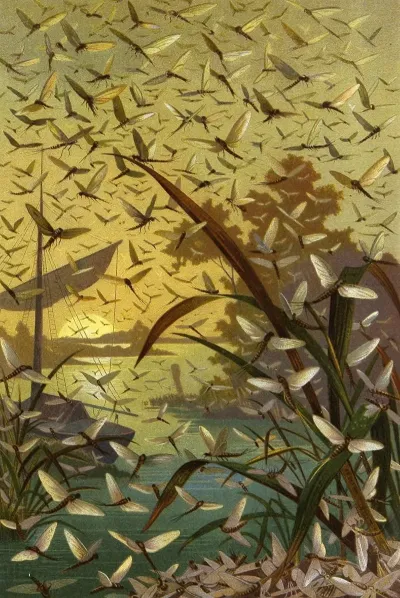Die Insekten Tausendfüssler Und Spinnen Pl 14