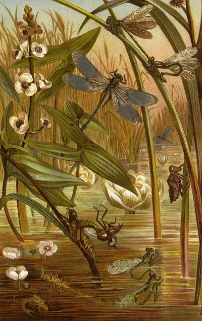 Die Insekten Tausendfüssler Und Spinnen Pl 15