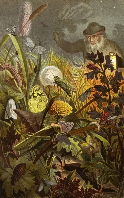 Die Insekten Tausendfüssler Und Spinnen Pl 18