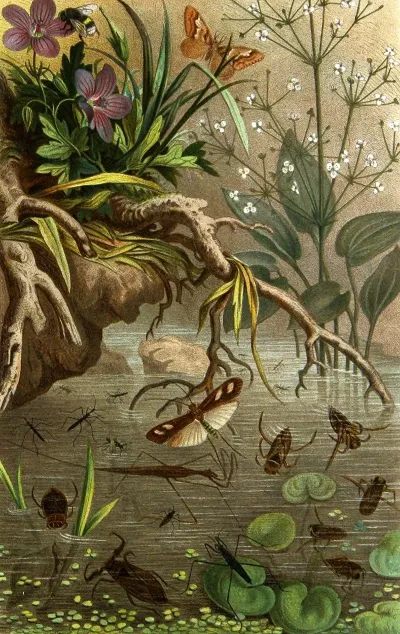 Die Insekten Tausendfüssler Und Spinnen Pl 20