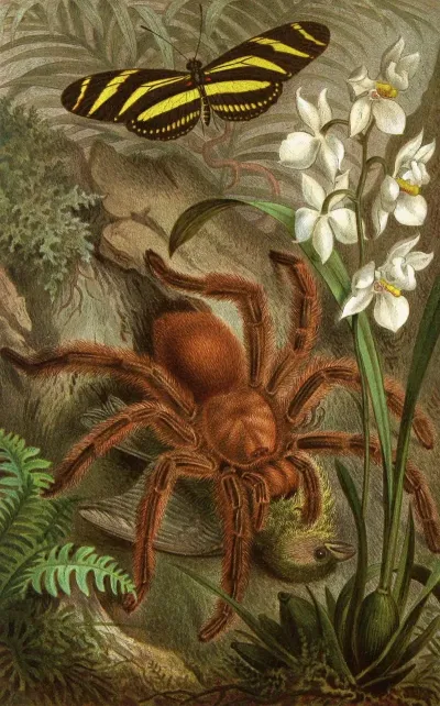Die Insekten Tausendfüssler Und Spinnen Pl 21