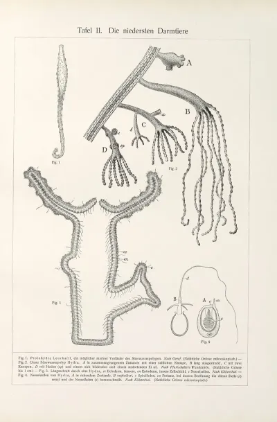 Die Niedersten Darmtiere