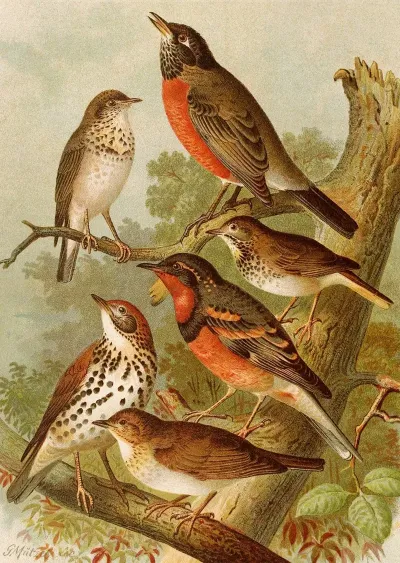 Die Nordamerikanische Vogelwelt Pl02