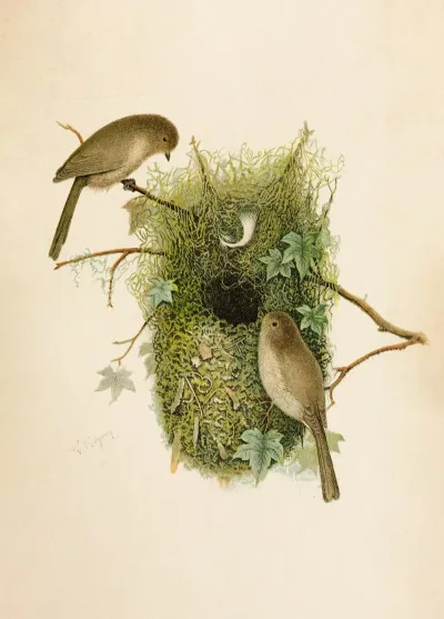 Die Nordamerikanische Vogelwelt Pl09
