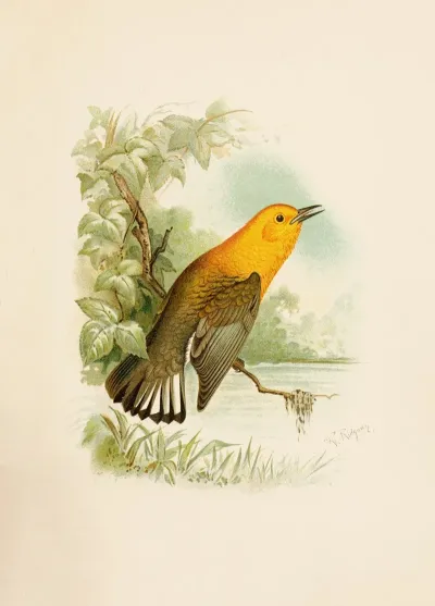 Die Nordamerikanische Vogelwelt Pl11