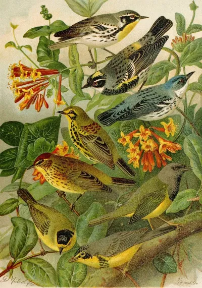 Die Nordamerikanische Vogelwelt Pl14