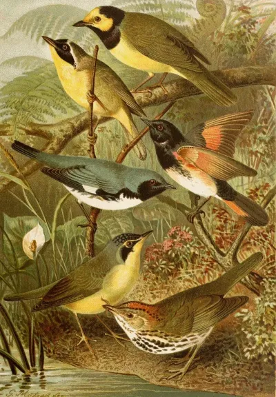 Die Nordamerikanische Vogelwelt Pl15