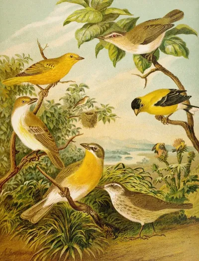 Die Nordamerikanische Vogelwelt Pl16