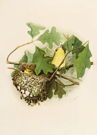 Die Nordamerikanische Vogelwelt Pl17