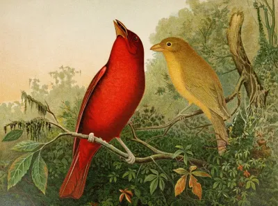 Die Nordamerikanische Vogelwelt Pl20